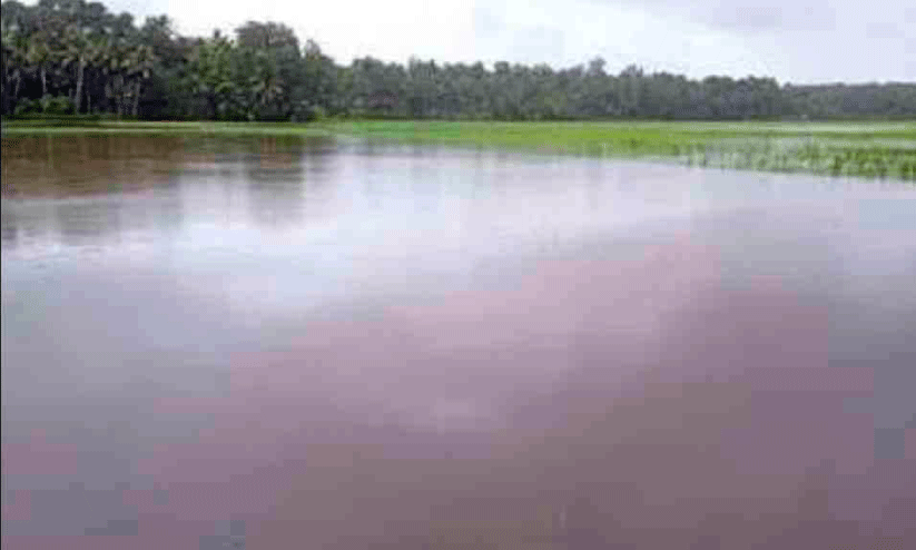 Widespread crop damage in Parassala Widespread crop damage in Parassala