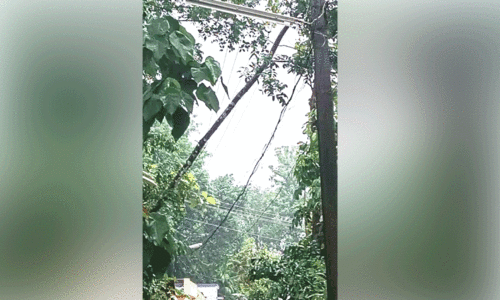 tree fell and got entangled in the electric wire.