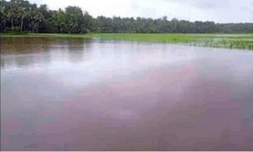 Widespread crop damage in Parassala Widespread crop damage in Parassala