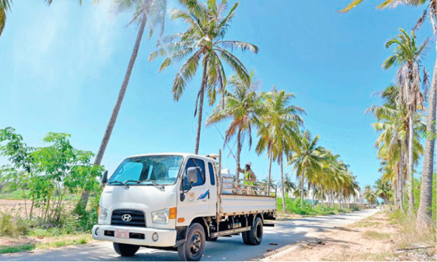 Beetle attack in coconuts;  Agriculture department with drone spraying campaign in Dhofar