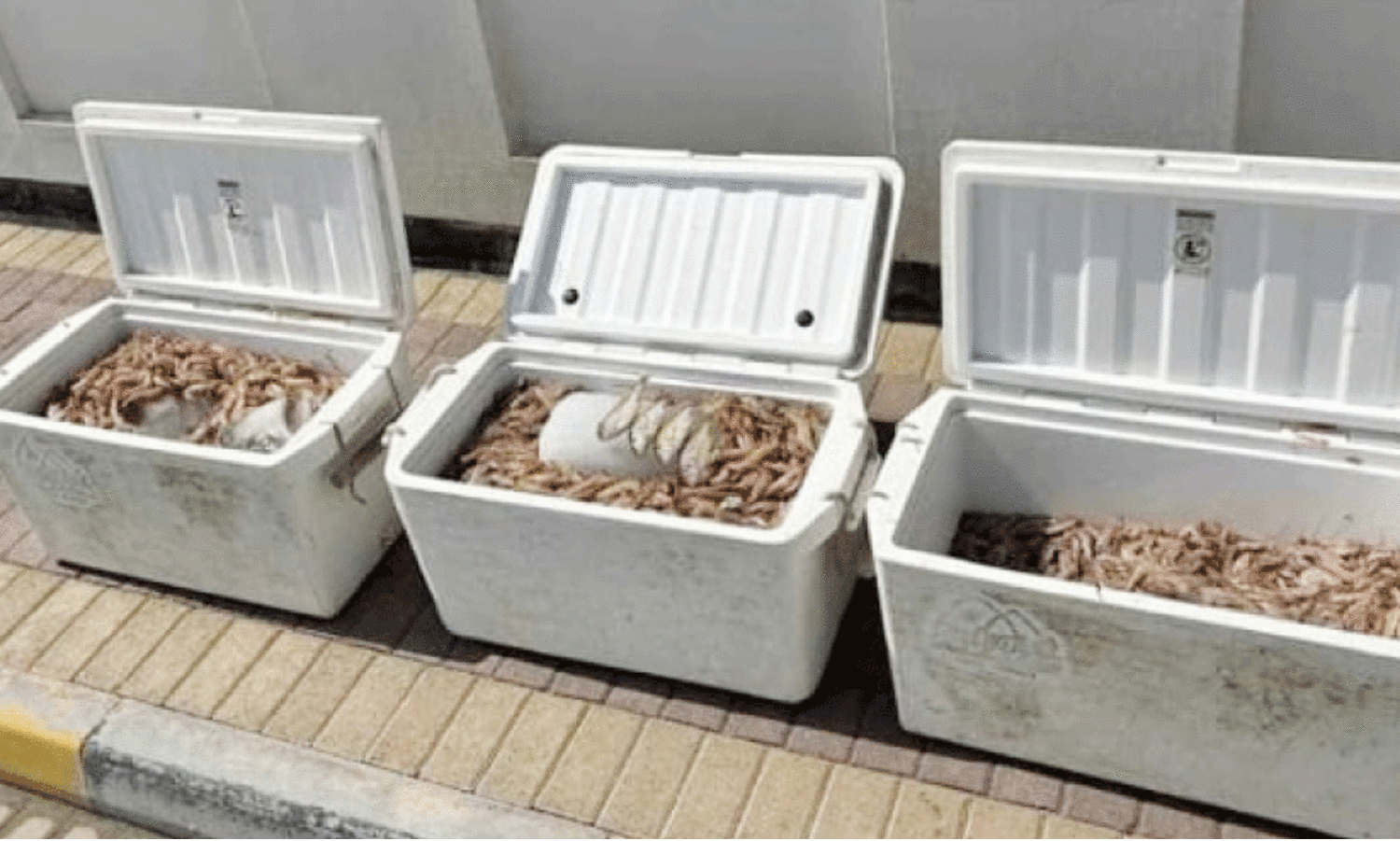 Boat caught with 90 kg of prohibited shrimp