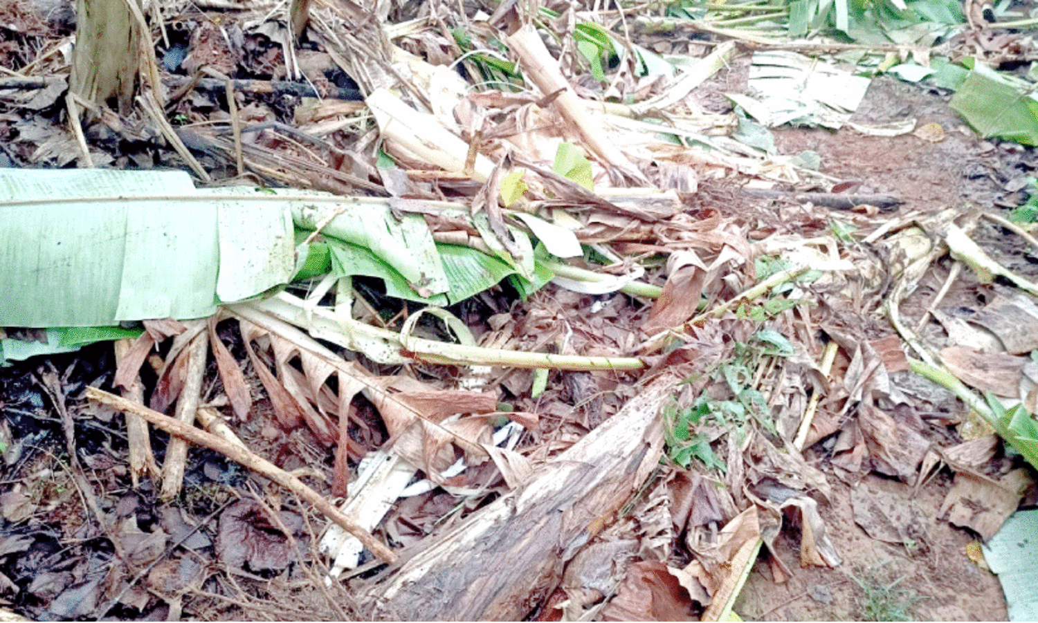 കാ​ട്ടാ​ന ന​ശി​പ്പി​ച്ച വാ​ഴ​ത്തോ​ട്ടം