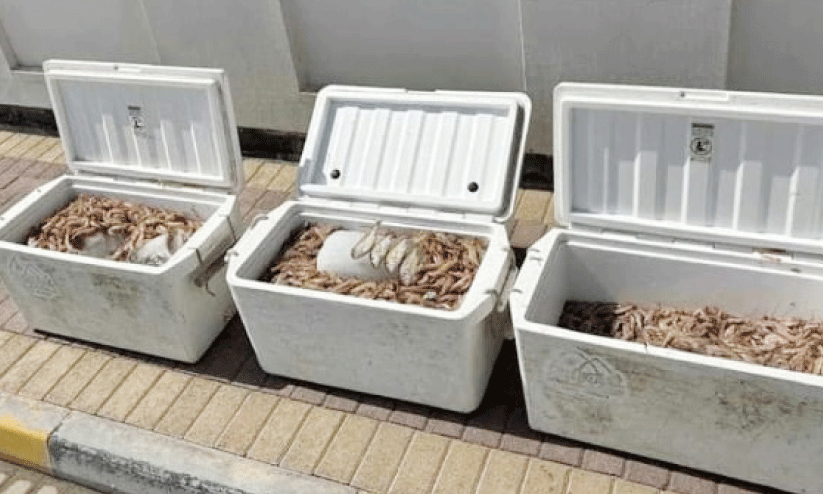 Boat caught with 90 kg of prohibited shrimp Boat caught with 90 kg of prohibited shrimp