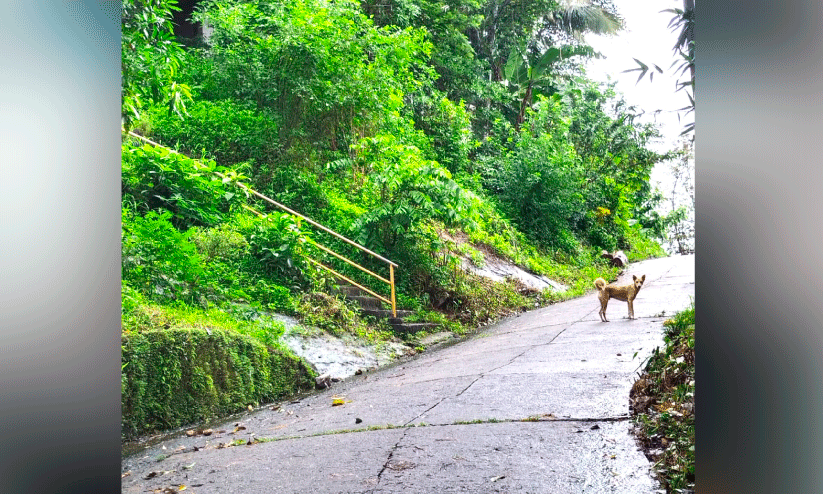Pontanamkuzhi Colony Pontanamkuzhi Colony