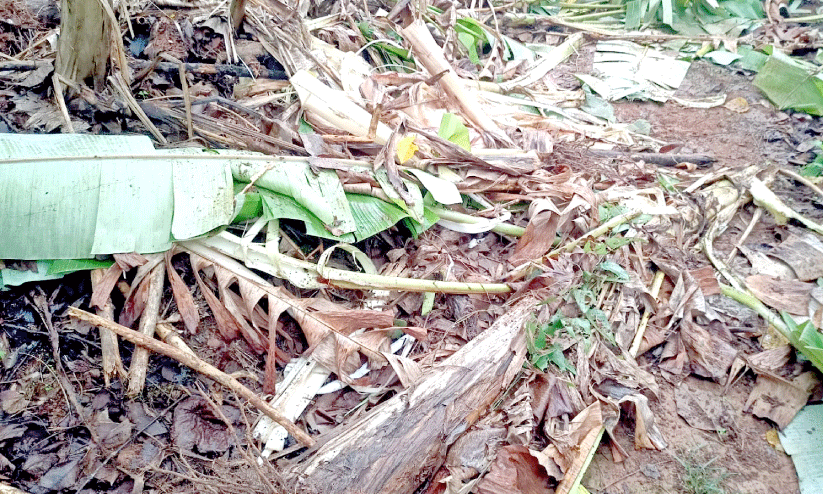 കാ​ട്ടാ​ന ന​ശി​പ്പി​ച്ച വാ​ഴ​ത്തോ​ട്ടം