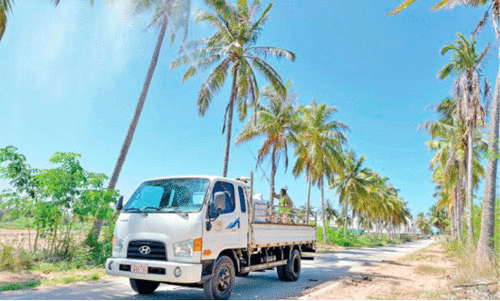 Beetle attack in coconuts;  Agriculture department with drone spraying campaign in Dhofar
