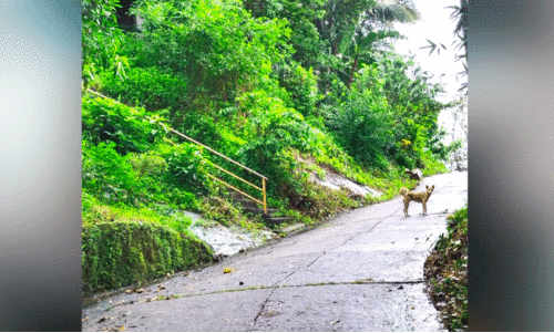Pontanamkuzhi Colony