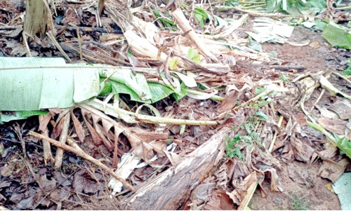 കാ​ട്ടാ​ന ന​ശി​പ്പി​ച്ച വാ​ഴ​ത്തോ​ട്ടം