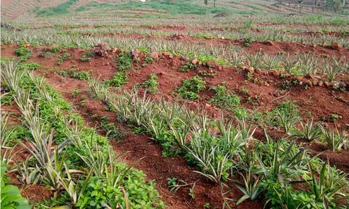 പെരുവന്താനം എസ്റ്റേറ്റ് : സംസ്ഥാന സർക്കാർ 4.16 ലക്ഷം നഷ്ടപരിഹാരം നൽകി ഏറ്റെടുത്ത ഭൂമിയെന്ന് രേഖകൾ