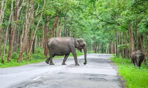 വയനാട്ടിൽ കാട്ടാനകൾ അഞ്ച് ശതമാനം കൂടി വയനാട്ടിൽ കാട്ടാനകൾ അഞ്ച് ശതമാനം കൂടി