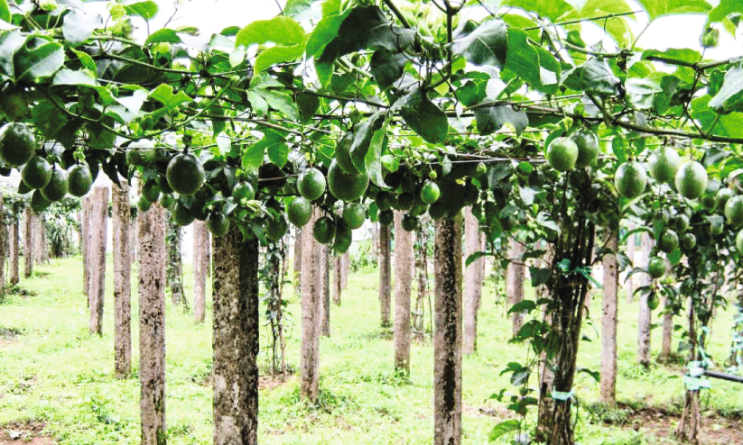 ഇക്കോ ടൂറിസത്തിന്‍റെ സാധ്യതകൾ ഉപയോഗപ്പെടുത്തി നെല്ലിയാമ്പതി ഫാം