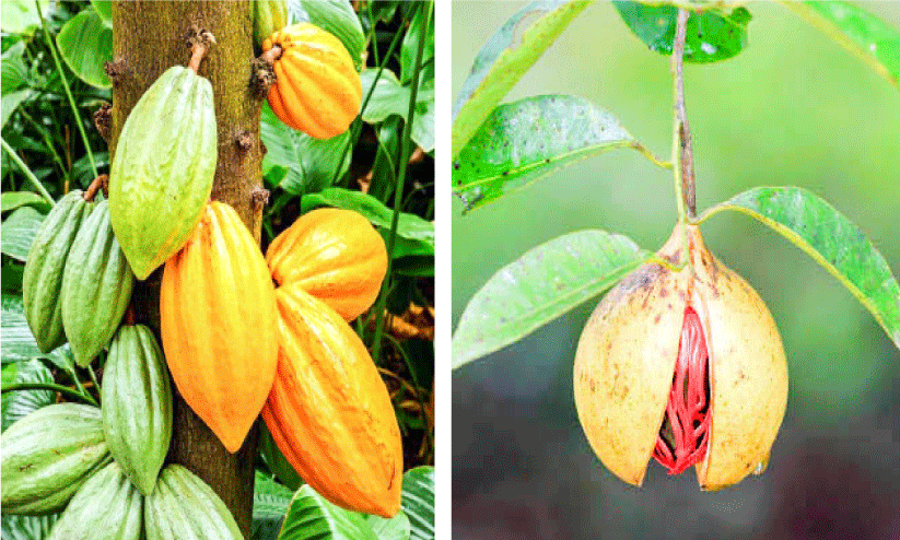 Coco, Castor prices,