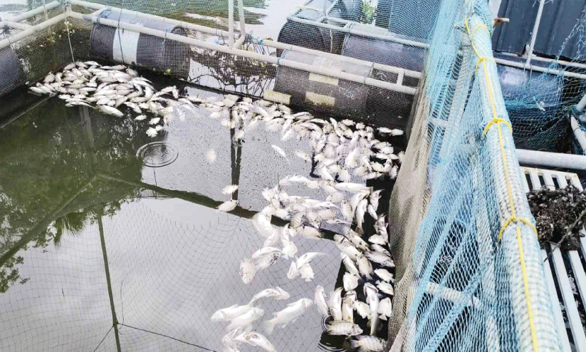 Fish dying