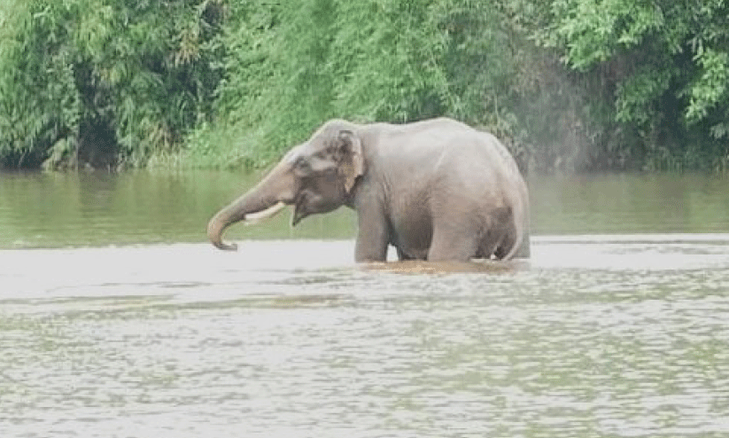 wild elephant wild elephant