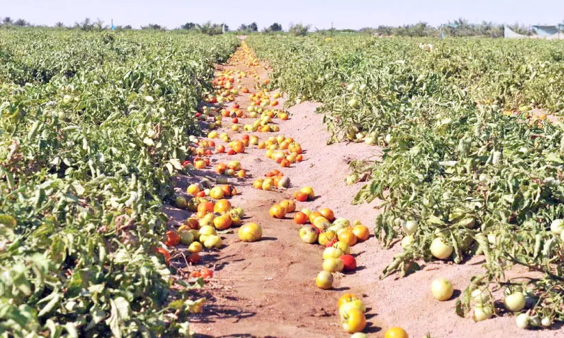 ഒമാൻ പച്ചക്കറി സീസൺ അവസാനിക്കുന്നു; വില വർധിക്കും ഒമാൻ പച്ചക്കറി സീസൺ അവസാനിക്കുന്നു; വില വർധിക്കും