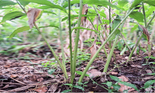 Cardamom cultivation