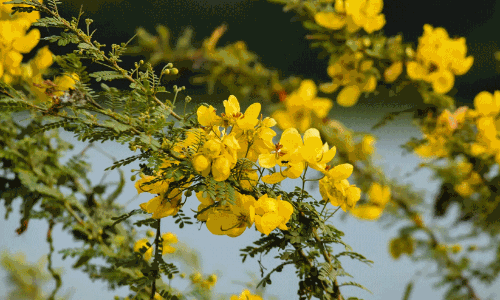 senna tree