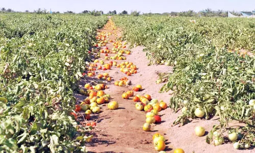 ഒ​മാ​ൻ പ​ച്ച​ക്ക​റി സീ​സ​ൺ അ​വ​സാ​നി​ക്കു​ന്നു; വി​ല വ​ർ​ധി​ക്കും