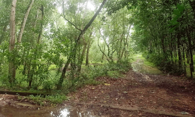 അക്കേഷ്യ വനപ്രദേശം അക്കേഷ്യ വനപ്രദേശം