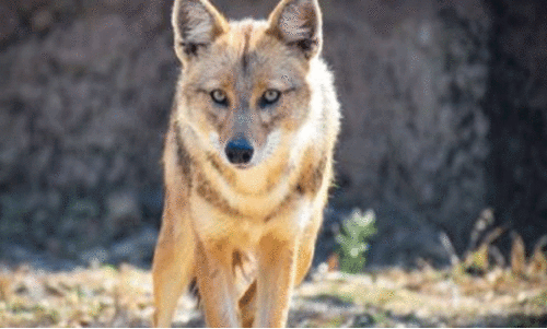 Fox attack Fox attack