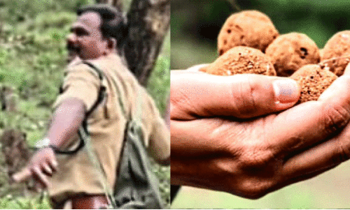 വിത്തുണ്ടകൾ വിത്തുണ്ടകൾ