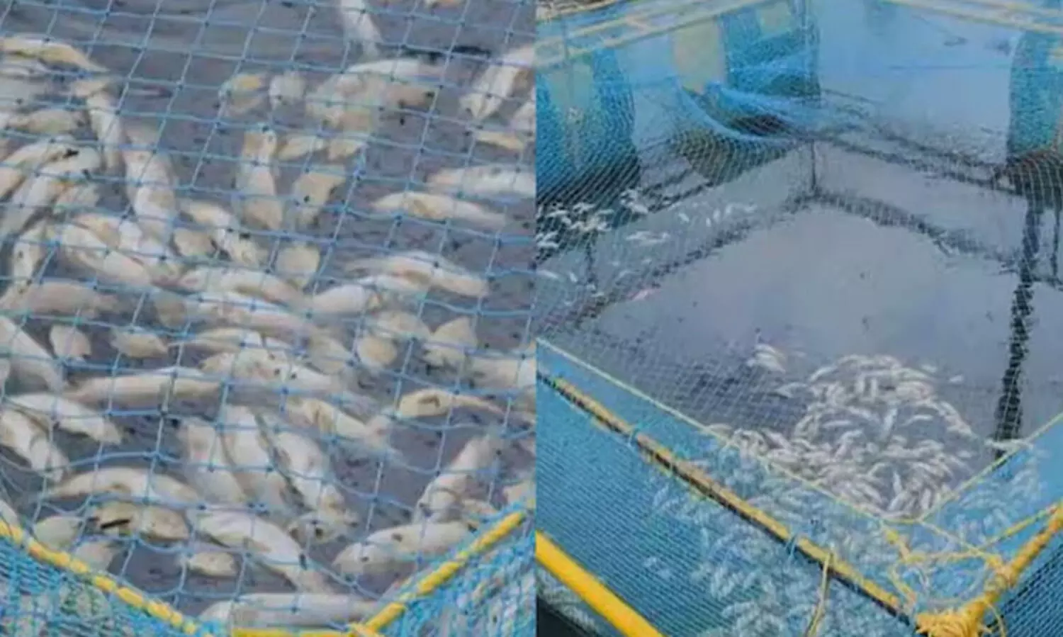 തൃശൂരില്‍ കനോലി കനാലില്‍ കൂടുകെട്ടി കൃഷി ചെയ്തിരുന്ന മത്സ്യങ്ങള്‍ ചത്തുപൊങ്ങി