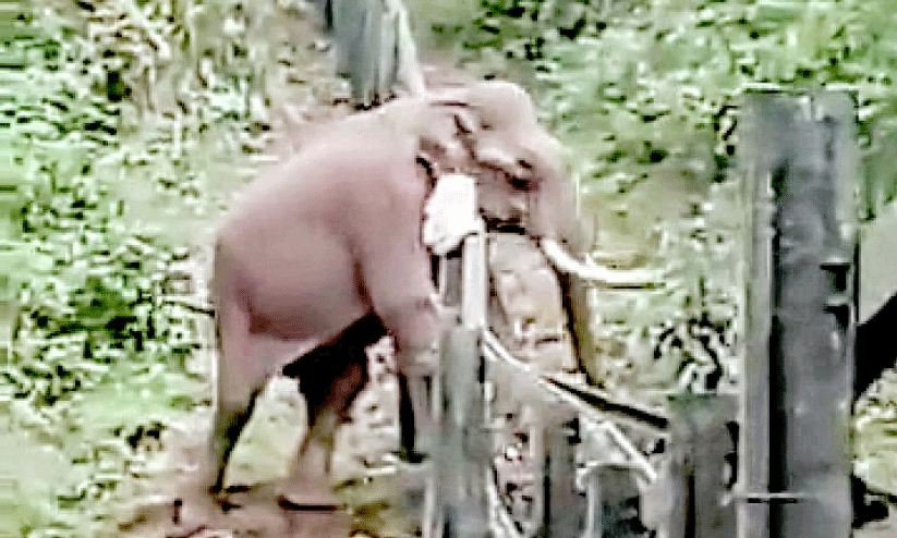 wild elephant menace