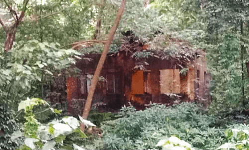 Irrigation department buildings as a haven for reptiles