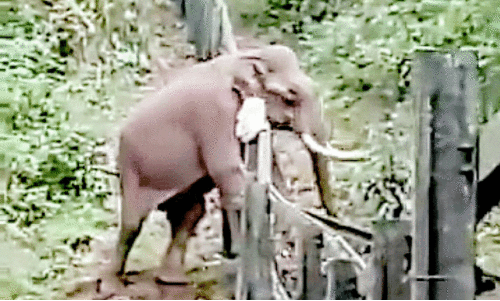 wild elephant menace