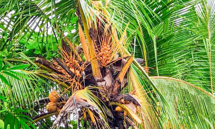 coconut tree coconut tree