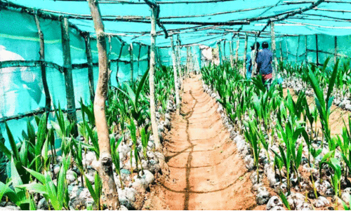 തെ​ങ്ങി​ൻ തൈ​ക​ൾ