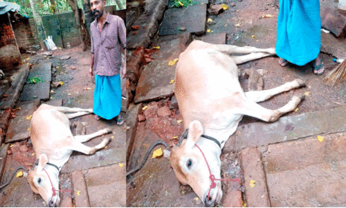 Six cows died in  Neyyattinkara