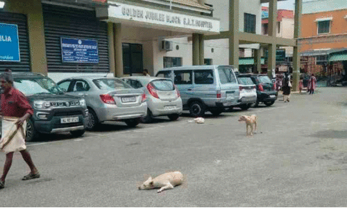 Stray dog nuisance in S.A.T hospital Stray dog nuisance in S.A.T hospital