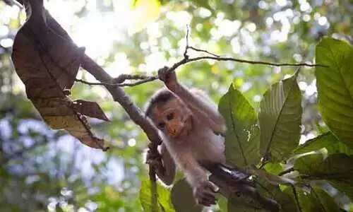 സ്റ്റേഷന്റെ മുറ്റത്ത് ബോധമറ്റ് കിടന്ന കുരങ്ങിന് സി.പി.ആർ നൽകി പൊലീസുകാരൻ; കൈയടിച്ച് സോഷ്യൽ മീഡിയ -വിഡിയോ
