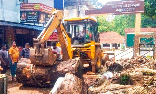 Wooden logs moved with the help of JCB