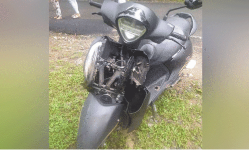 wild elephant attack