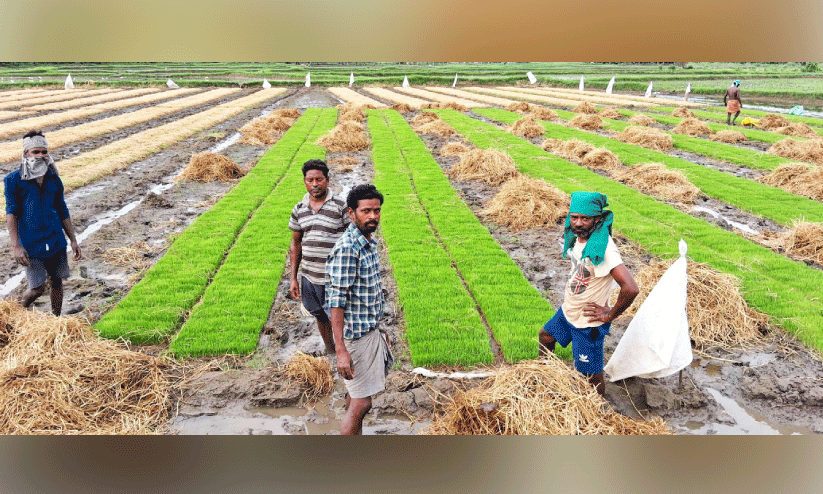 Thirunelveli, Thirunelveli,