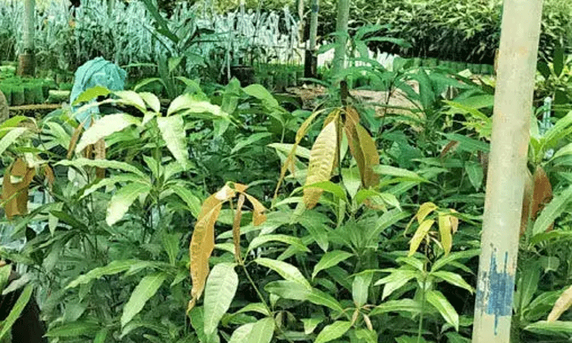 aralam farm aralam farm