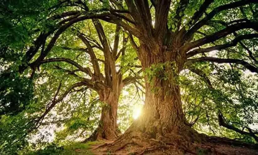 ആഗോള താപനം തടയാൻ മരംമുറിക്കുന്നവർക്കെതിരെ ഫത്‍വ പുറപ്പെടുവിച്ച് ഒരു വിഭാഗം