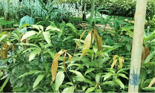 aralam farm aralam farm