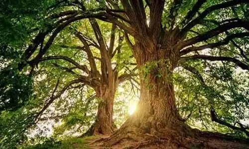 ആഗോള താപനം തടയാൻ മരംമുറിക്കുന്നവർക്കെതിരെ ഫത്‍വ പുറപ്പെടുവിച്ച് ഒരു വിഭാഗം