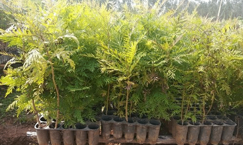 tree saplings
