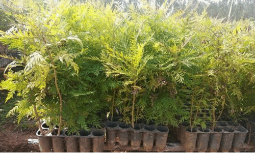 tree saplings