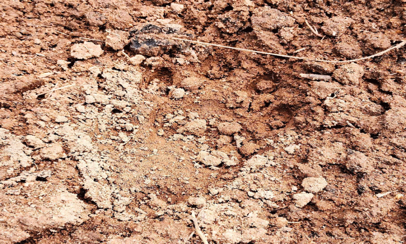 കാളികുളമ്പ്, കൊശവൻകോട് പ്രദേശങ്ങളിൽ വീണ്ടും പുലി കാളികുളമ്പ്, കൊശവൻകോട് പ്രദേശങ്ങളിൽ വീണ്ടും പുലി