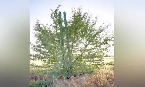 Ministry of Environment scheme