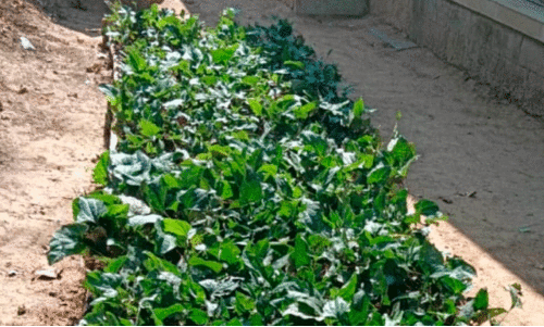 Trichopus zeylanicus