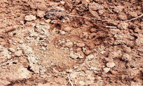 കാളികുളമ്പ്, കൊശവൻകോട് പ്രദേശങ്ങളിൽ വീണ്ടും പുലി കാളികുളമ്പ്, കൊശവൻകോട് പ്രദേശങ്ങളിൽ വീണ്ടും പുലി