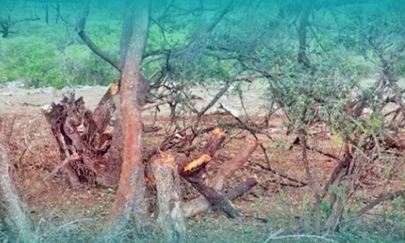 ദോഫാറിലെ മരങ്ങൾ വെട്ടിമാറ്റിയ സംഭവം: നടപടിയെടുത്തുവെന്ന് പരിസ്ഥിതി അതോറിറ്റി ദോഫാറിലെ മരങ്ങൾ വെട്ടിമാറ്റിയ സംഭവം: നടപടിയെടുത്തുവെന്ന് പരിസ്ഥിതി അതോറിറ്റി