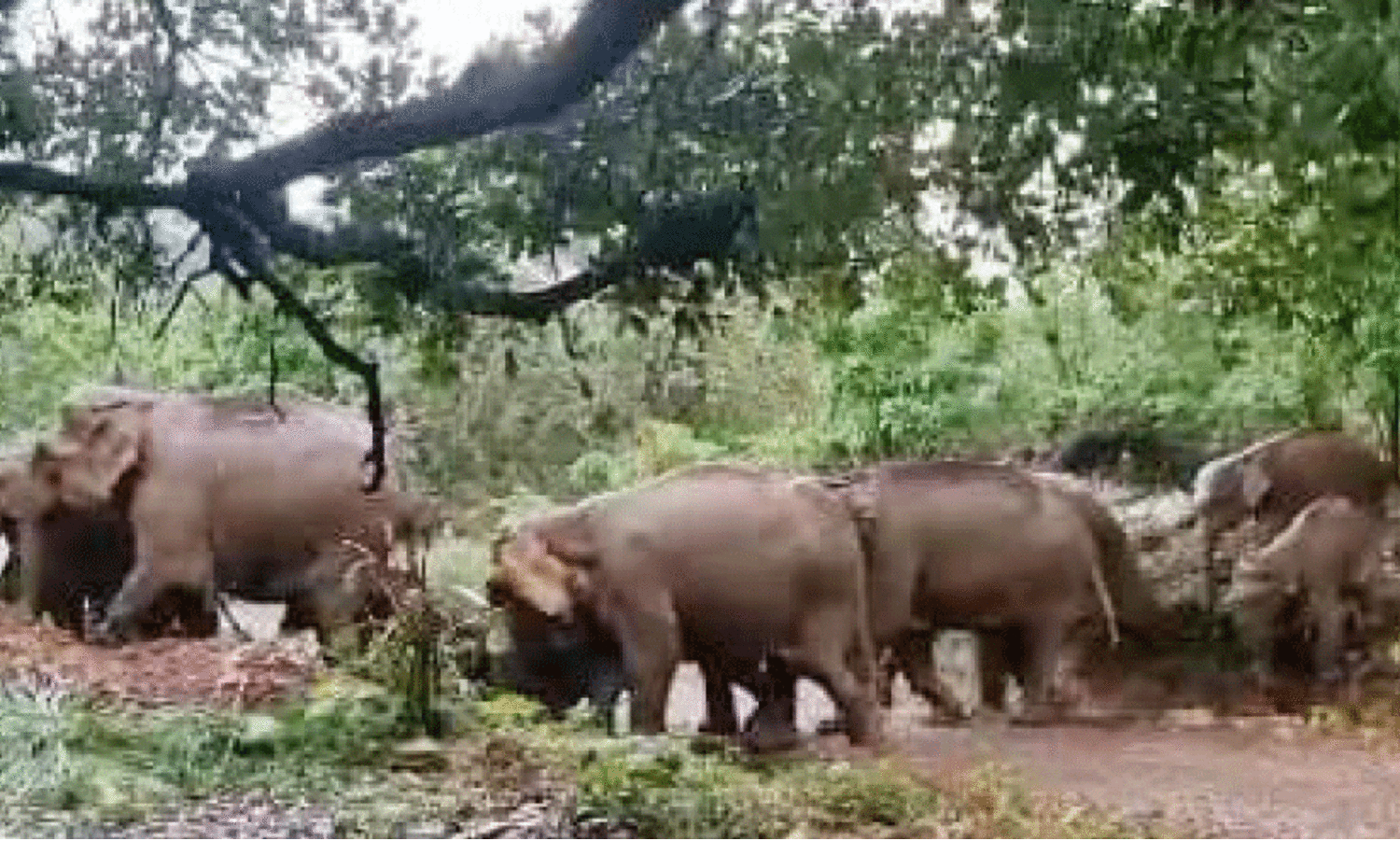 wild elephant menace