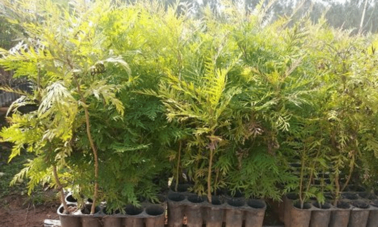 tree saplings